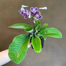 Image result for Streptocarpus