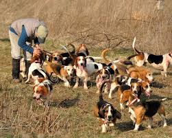 Sandanona Harehounds Traxler 02 26 11 Rabbit Hunting Beagle Hunting Cutest Dog Ever