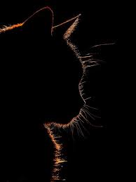 Our Cat In The Sunlight By Sarah Di Tucci On Youpic Cat Shadow Cat Photography Animals Beautiful