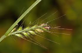 Image result for Oplismenus burmannii