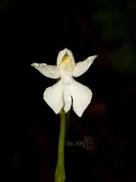 Image result for Lepidagathis plantaginea