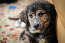 Bernese golden retriever puppies can consist of a single parent or a combination of both such as temperament, size, and coat. Pin On Possible Next Dog