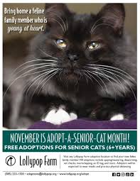 If you have a friend who's thinking of adopting — or if you're considering adding a new cat family member yourself — read and share this list: Adopt A Senior Cat Month Lollypop Farm