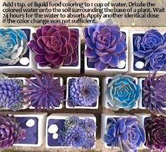 A cactus plant can be very small or very big. Beware Of Succulent Scams The Succulent Eclectic