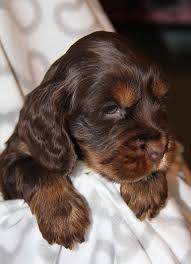 Explore 54 listings for black tan cocker spaniel at best prices. Beautiful Chocolate And Tan Cocker Spaniel Puppy Newark Nottinghamshire Pets4homes Spaniel Puppies Puppies Cocker Spaniel Puppies