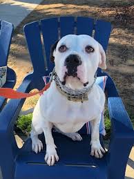 Maybe you would like to learn more about one of these? Dog For Adoption Stella A Dalmatian Labrador Retriever Mix In Newport Beach Ca Petfinder