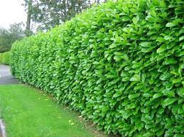 Top quality plants direct from our award winning nursery, nationwide delivery. Buy Privet Online At Tennessee Plant Nursery