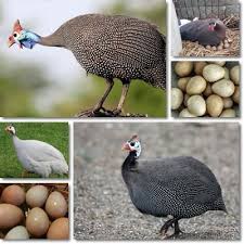 Properties And Benefits Of Guinea Fowl Eggs Natureword