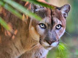 Cute endangered animals in florida. The Florida Panther Is One Of The Most Endangered Mammals On Earth Estimated At 100 180 Adults And Su Endangered Wildlife Florida Panther Animals Of The World