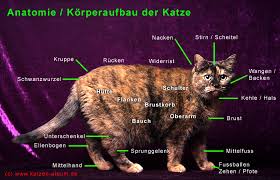 Anatomie Korperbau Der Katze Cattalk Das Katzen Forum