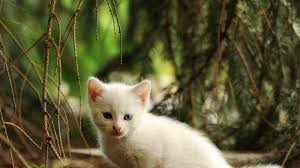 1.4 tafsir mimpi kucing 2d 3d 4d. Arti Mimpi Anak Kucing Putih Kehidupanmu Akan Baik Baik Saja Tribun Lampung