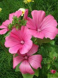 Justin Vo Love Flowers Lavatera Pink Flowers Beautiful Flowers Flowers