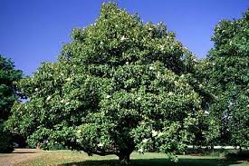 Download magnolia tree images and photos. Pin On Trees Trees Trees