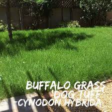 Jill Brown Landscape Architect On Instagram Buffalo Grass Cynodon Hybrida Dog Tuff Grass Plugs Hands Down Lawn Alternatives Dog Lawn Dog Friendly Garden