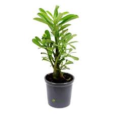 Tabletop plants for your office and home. Plants For Desk Table Buy Online India At Low Price On Plantsguru Com
