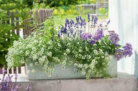 Lavendel Und Duftsteinreich Balkon Blumen Bienenfreundliche Blumen Balkon Pflanzen