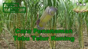 Terdapat pelbagai spesis pokok tebu yang. Cara Penanaman Tebu Telur Youtube