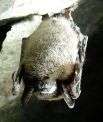 white nose syndrome wikipedia