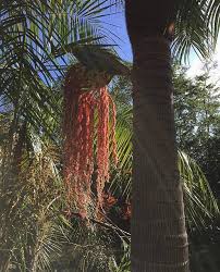 Image result for Acanthophoenix rubra