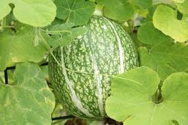 Melonen Anbauen Pflanzen Von Wassermelone Und Honigmelone Gartendialog De In 2020 Melonen Anbauen Melonen Pflanzen Wassermelone Pflanzen