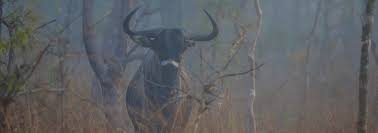 Image result for Pavetta gurueensis