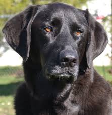 Indiana bulldog rescue serving indiana, ohio and kentuckyemail: Pets For Adoption At Ohio Labrador Retriever Rescue Services In Vandalia Oh Petfinder