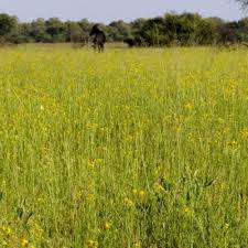 Image result for Nidorella welwitschii