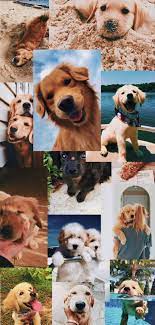 Dog Aesthetic Wallpaper In 2021 Golden Retriever Wallpaper Iphone Golden Retriever Wallpaper Cute Puppy Pictures