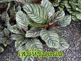 คล าข นแผนเป นไม พ มขนาดเล กค ะ บางคนก เร ยกเป นกอ ความส งของพ มไม เก น 1 เมตร เหง าหร อห วเขาจะอย ในด น แตกเป นกอ ลำต นตรง ใบแ ดอกไม จ ดสวน ต นไม