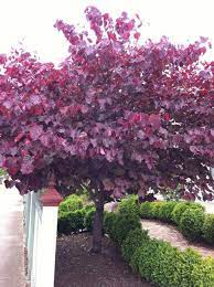 Cercis Canadensis Forest Pansy Details Of The Plant Trees For Front Yard Plants Landscaping Plants