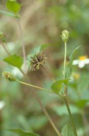 Image result for Bidens sp.no.1