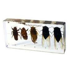 Each population of cicadas that emerges in the same year is called a brood. Cicada Life Cycle Plastomount Boreal Science