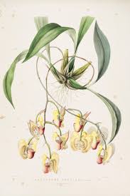 Image result for Orchidaceae