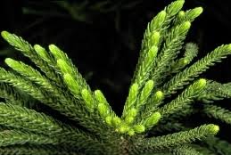 Image result for Araucariaceae