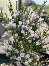 Image result for Fabiana