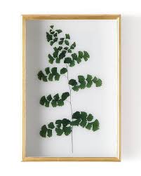 Arecaceae leaf white, green palm leaves material, green leaf, branch, color png. Fern Iii Green Leaf Shadow Box Display