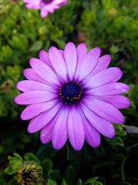 Flower Purple Beautiful Pretty Flowers Flowers Blossom