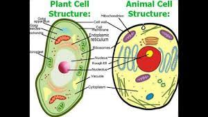 Maybe you would like to learn more about one of these? How To Draw Plant And Animal Cell Cell Plant Cell Animal Cell Youtube