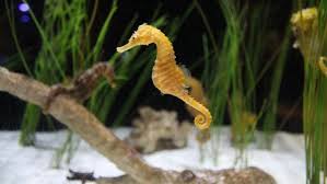 Terumbu karang banyak memberikan manfaat yang besar bagi kehidupan dan lingkungan biota yang hidup disekitarnya dan juga bagi kehidupan manusia. Gara Gara Viagra Populasi Kuda Laut Terancam