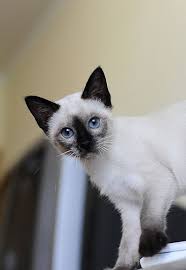 Black And White Siamese Cat Story Of A Siamese Kitty Li Love Meow Siamese Cats Gorgeous Cats Beautiful Cats