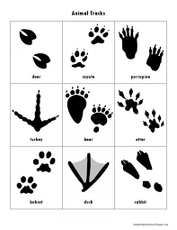 15 Animal Footprint To Draw Kids Kids Drawing Drawingpencilwiki Com In 2020 Animal Tracks Animal Footprints Animal Activities