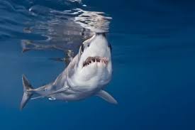 Image result for Isurus oxyrinchus