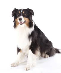 Find australian shepherd in dogs & puppies for rehoming | find dogs and puppies locally for sale or adoption in ontario : Australian Shepherd Breeders Australia Australian Shepherd Info Puppies