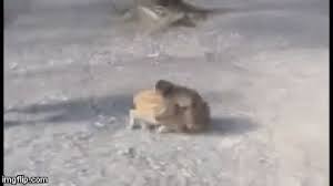 Baby Monkey Pig Gif Baby Monkey Pig Backwards Discover Share Gifs