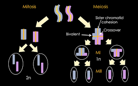 Image result for Meiosperma eminii