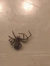 Brown recluse spider facts & information. Brown Recluse What To Know About The Venomous Tennessee Spider Wcyb