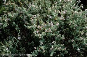 Check spelling or type a new query. Texas Native Plants Database