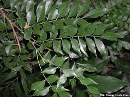 Image result for Antidesma