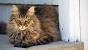 Mixed American Shorthair