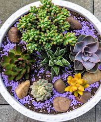 Maybe you would like to learn more about one of these? Instead Of Buying An Expensive Bouquet Of Flowers For Mother S Day Made This Instead For My Mom Succulents